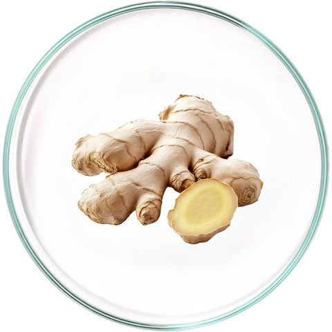 Ginger Root Extract