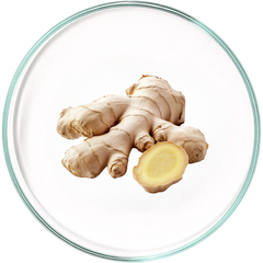 Ginger Root Extract