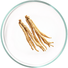 Panax Ginseng Root Extract