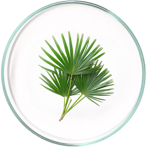 Saw Palmetto