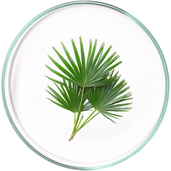 Saw Palmetto