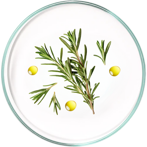 Rosemary Oil