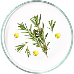 Rosemary Oil