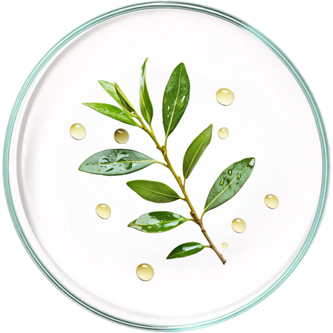 Tea Tree Oil