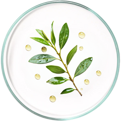 Tea Tree Oil